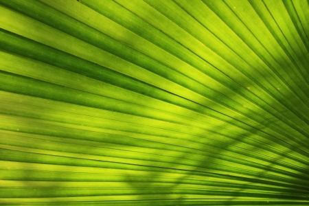 Green Leaftの写真素材