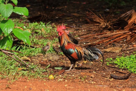 Thai rural cockの写真素材