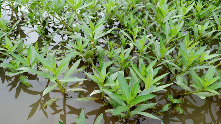 grass growing in swampの写真素材