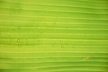 Green banana leaf in sunlightの写真素材