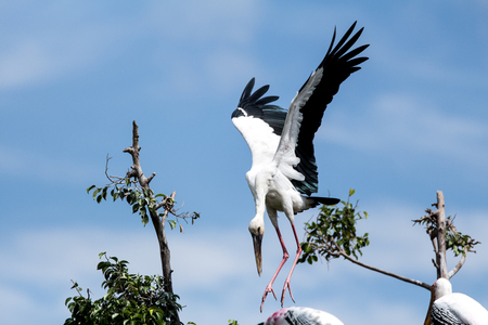 Painted Stork bird of fly in sky exotic creatures Tropicの写真素材