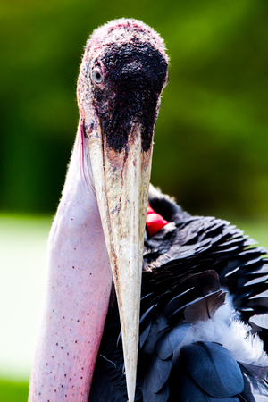 Marabou stork bird beauty feather exotic creatures animal asiaの写真素材