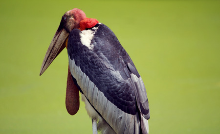 One Marabou stork bird portrait beauty animalの写真素材