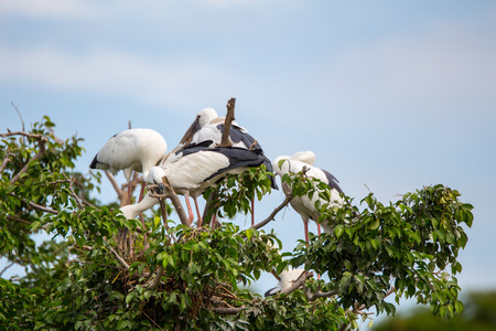 Painted Stork Stock group in tree home family