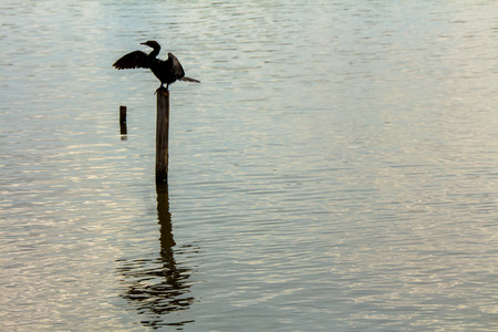 Baby Pelican Birds cute in wood of lake Amazingの写真素材