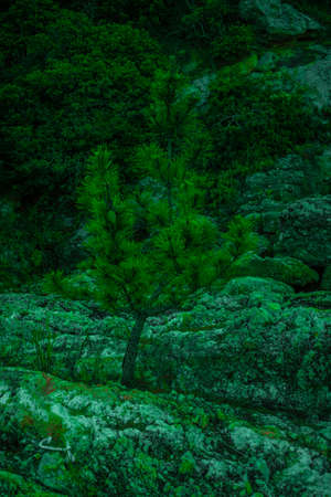 a small plant in the beachのeditorial素材