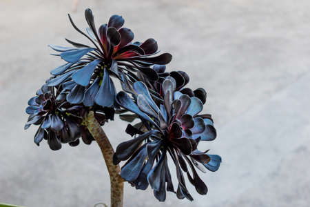 big flowers in my home garden click by meのeditorial素材