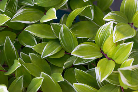 leafs white and green got from one of small plant click by meのeditorial素材