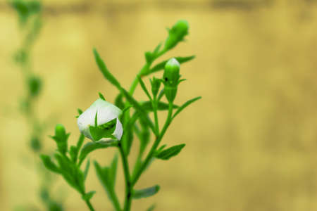 white flower in my garden with the plant sclick by me. orange backgroundのeditorial素材
