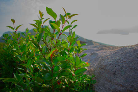 a bush at the bottom of a rock and lot of plantsのeditorial素材