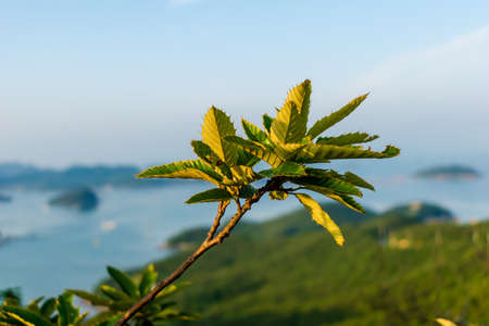 i went to mountain last week and get this photos in thereのeditorial素材