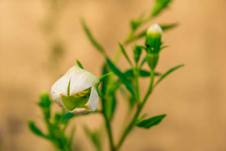 white flower in my garden with the plant sclick by me. orange backgroundのeditorial素材
