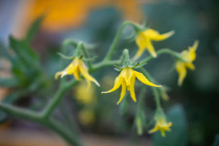 yellow flower in my garden with the plants click by me. bluer backgroundのeditorial素材