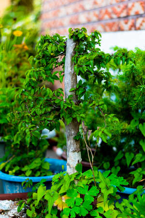 a small tree with many branches and other plants under thereの写真素材