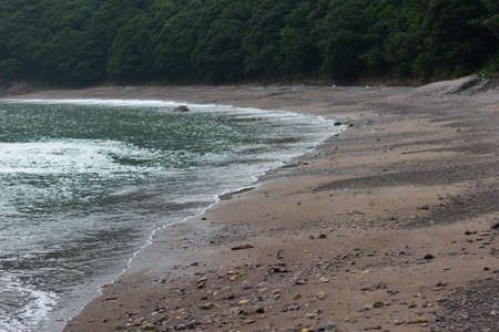 a lot of tree near the beach and sea vaves come upの写真素材