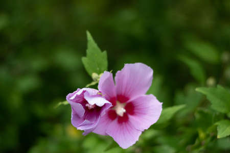 a flower in the park.の写真素材