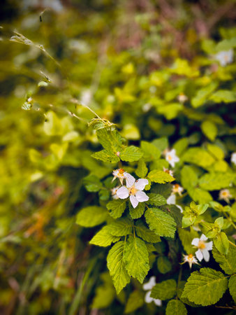 White flowers on a bush in the summer forest. Selective focus.