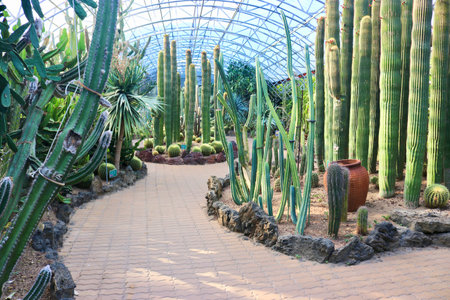 a garden with a lot of cactus and plants in itの写真素材