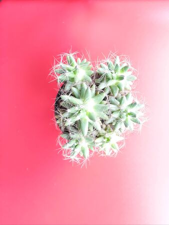 Cactus on the red background. Natural plants wallpaper.の写真素材