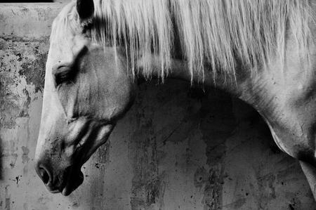 Portrait of black white horseの写真素材