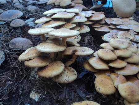 mushroomsの写真素材