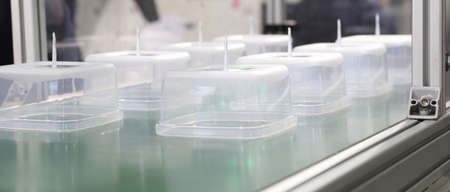 polypropylene food containers on conveyor belt of a plastic injection  machine