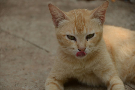 Street cat 2の写真素材
