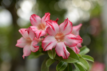 Flowersの写真素材