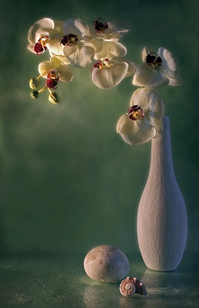  still life with orchid 