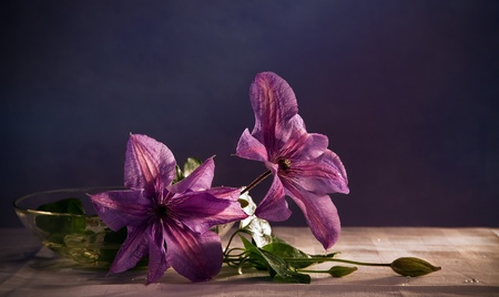 still life with purple flower の写真素材