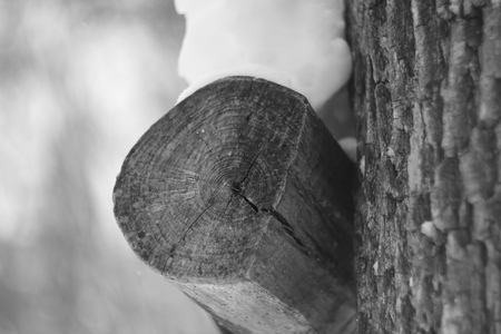 cut logs in black and white, on a cloudy winter dayの写真素材
