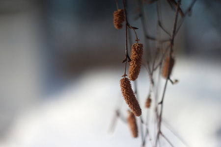 birch earrings on the background of snowdrifts in the Samara bowの写真素材