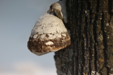 mushroom on a tree in winter in the national park Samara onions