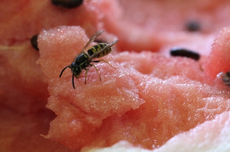 Wasp on water-melon pulpの写真素材