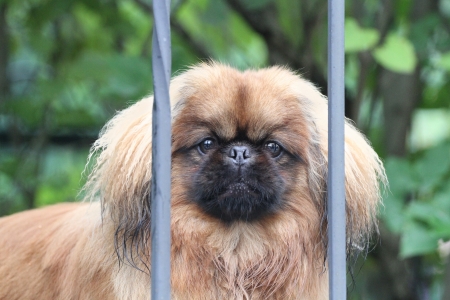The Pekinese looks out because of a park protection