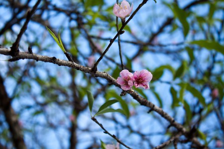 Thai Sakuraの写真素材