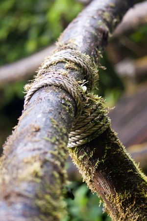 Wood Bridge with mossの写真素材