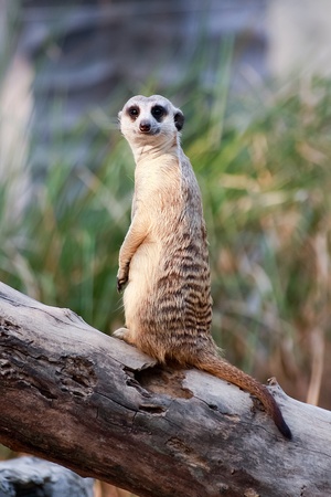 Meerkatの写真素材