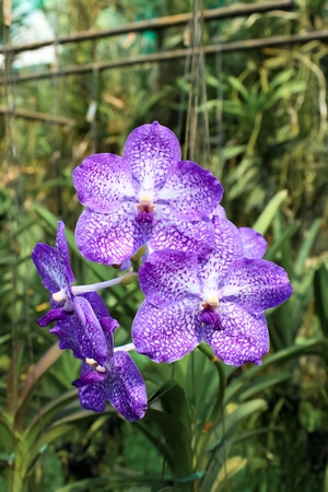 Violet Orchidの写真素材