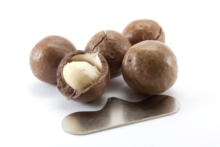 macadamia nut in a nutshellの写真素材