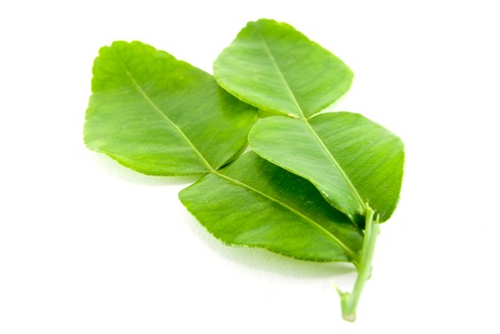 kaffir leaves on white backgroundの写真素材