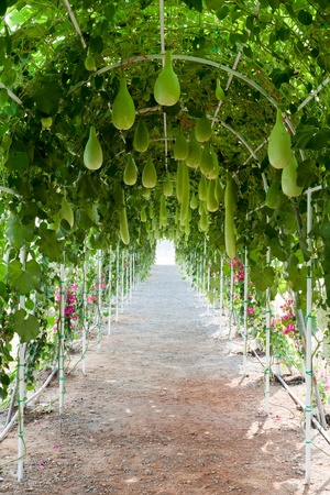 Gourd bushの写真素材