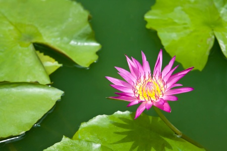 violet lotus and green leafの写真素材