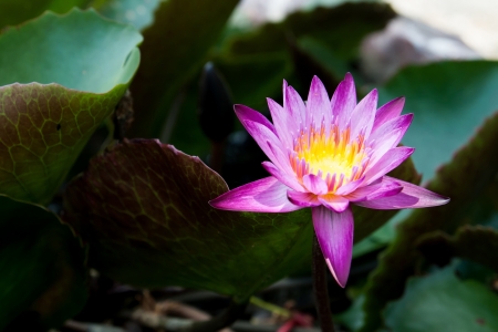 violet lotus and green leafの写真素材