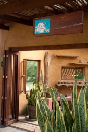 cactus farmのeditorial素材