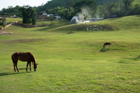 horse in a yardの写真素材