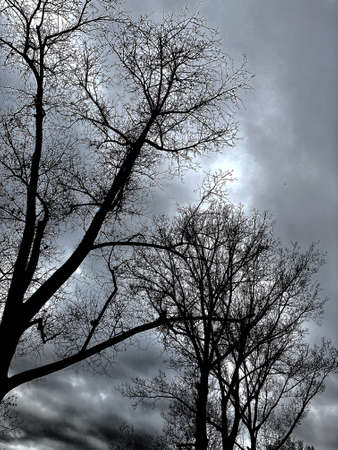 View of tree branches without leaves on a background of dramatic skyの写真素材