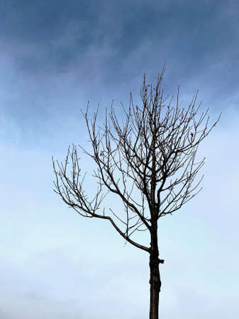 View of tree branches without leaves on a background of dramatic skyの写真素材