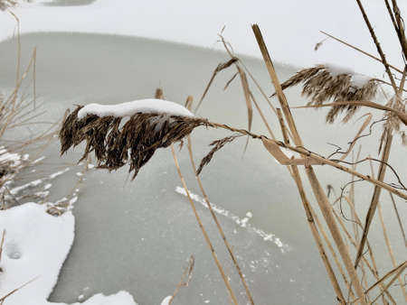 Dry grass in the snow in winterの写真素材