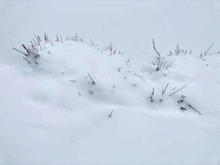 Dry grass in the snow in winterの写真素材